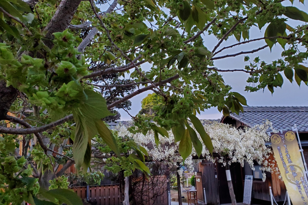 御衣黄桜