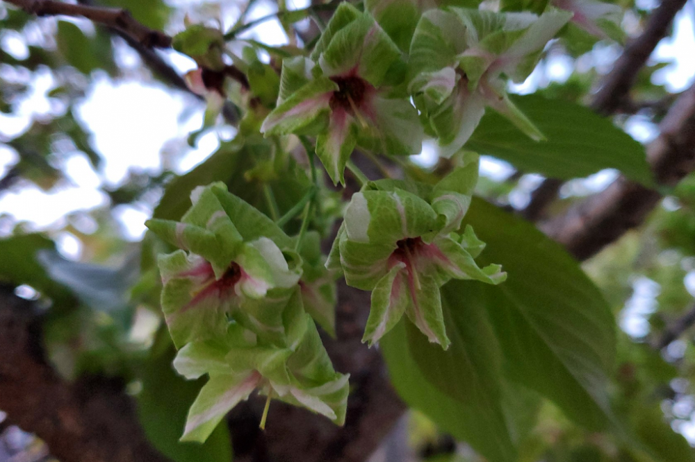 御衣黄桜