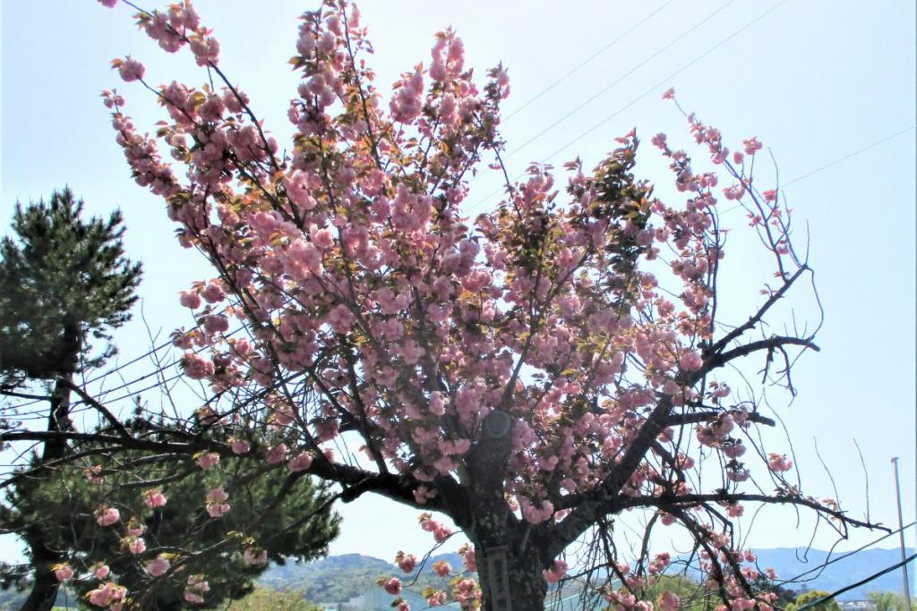 関山　全景1