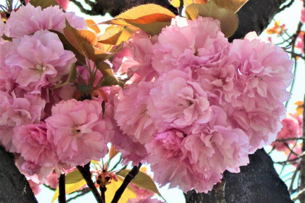関山　花拡大1