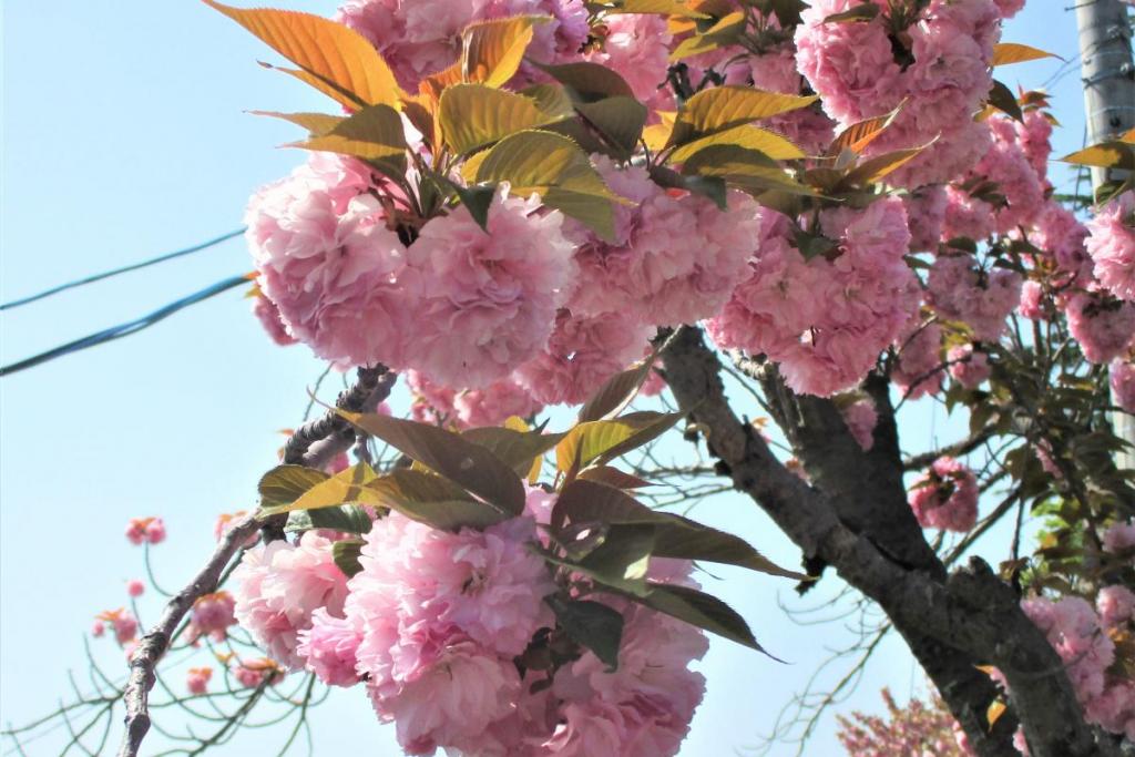 関山　花拡大2