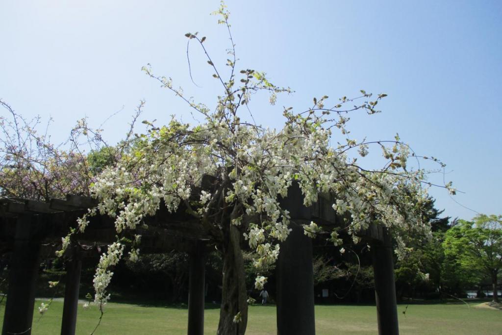 藤棚　芝生広場側2