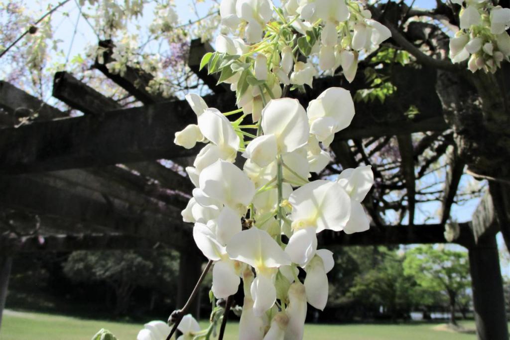 藤の花　芝生広場側