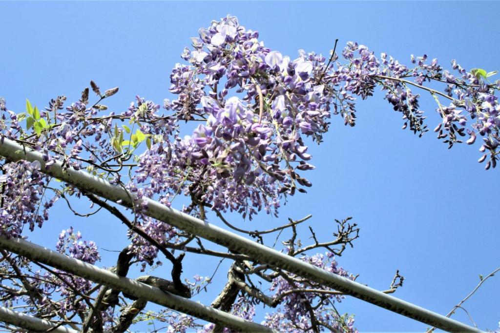藤の花　第一駐車場側2