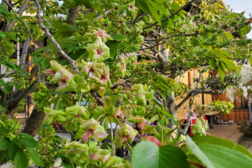 御衣黄桜