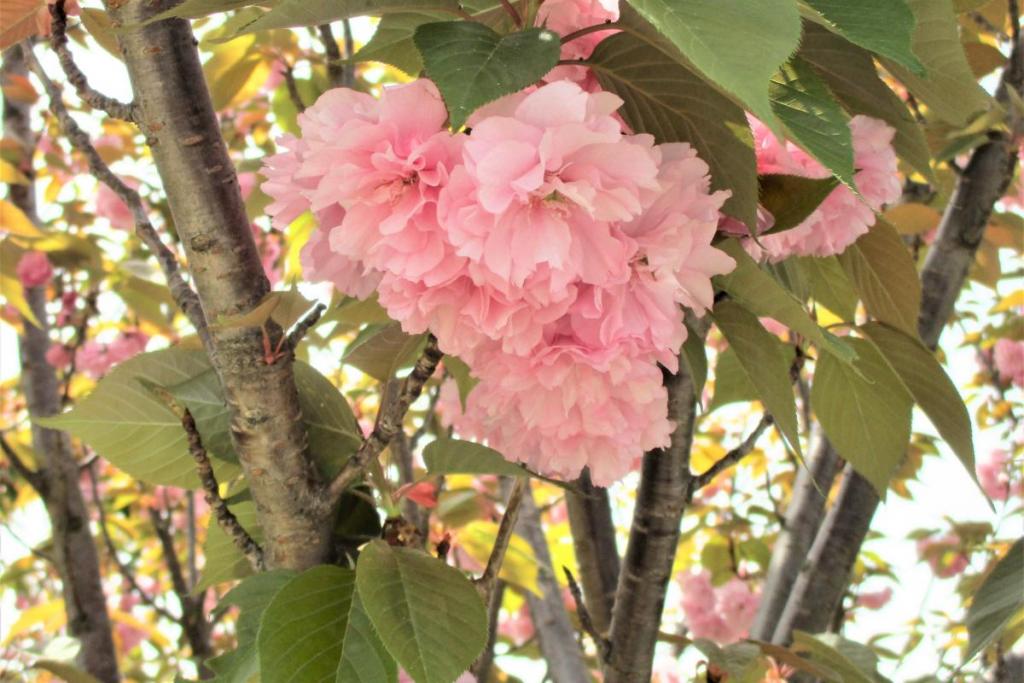 関山　花拡大1