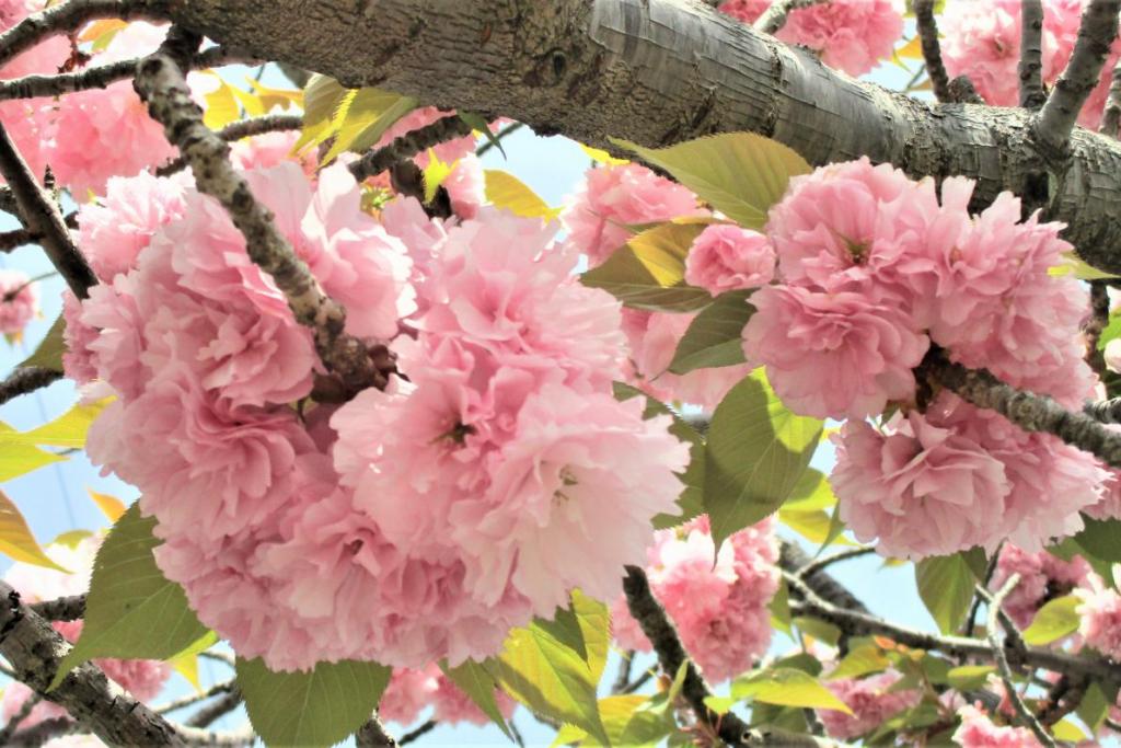 関山　花拡大3