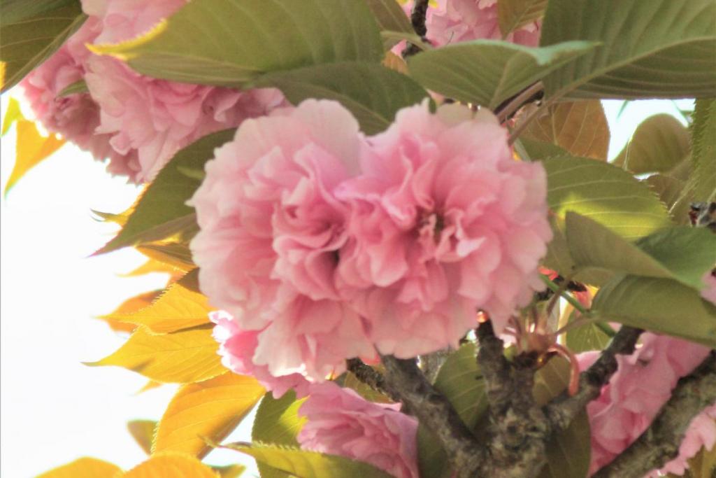 関山　花拡大4