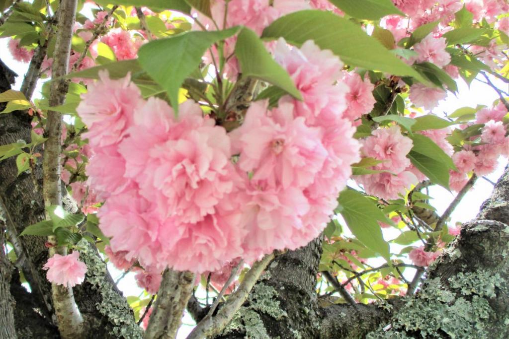 関山　花拡大⑤