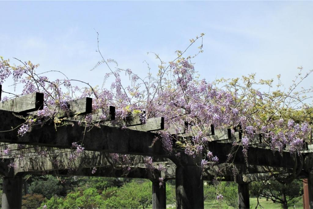 芝生広場側の藤　全景1