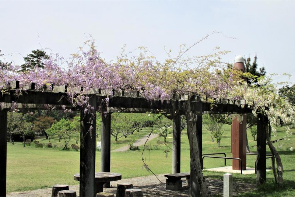 芝生広場側の藤　全景2