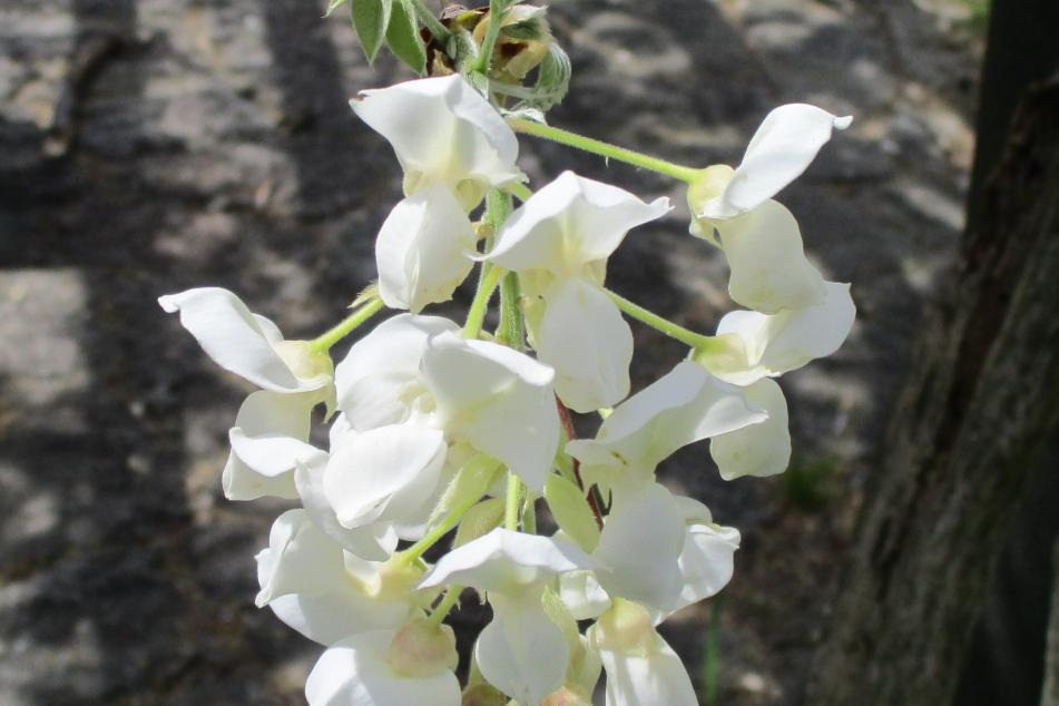 芝生広場側の藤　花拡大1