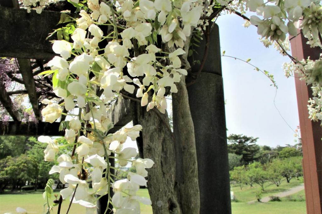芝生広場側の藤　花拡大2