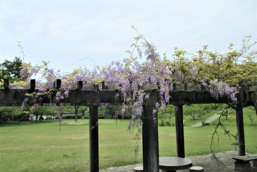 芝生広場側の藤　全景1