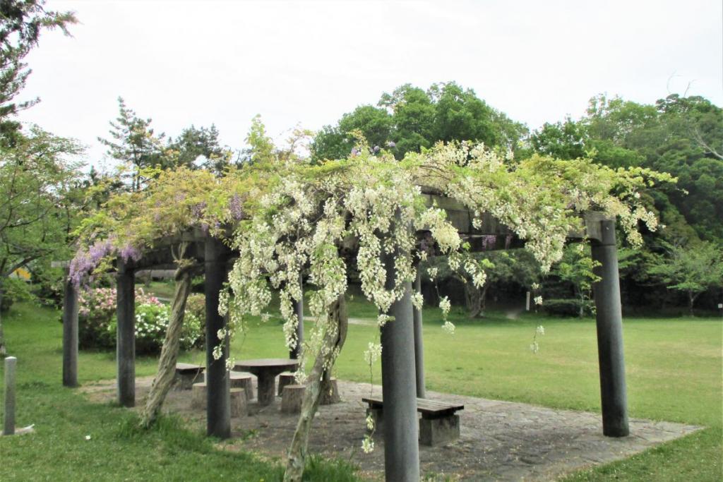 芝生広場側の藤　全景2