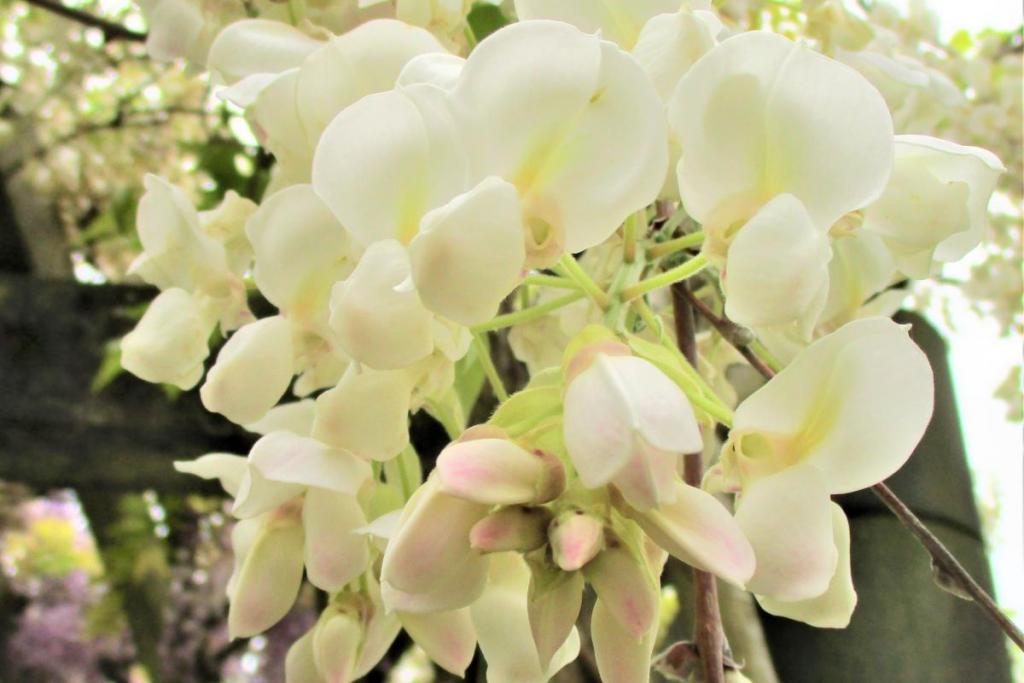 芝生広場側　花拡大1