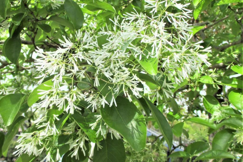 花拡大1