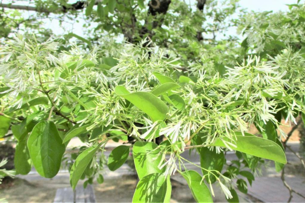 花拡大2