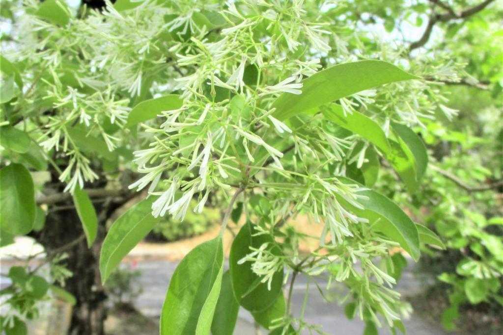 花拡大3