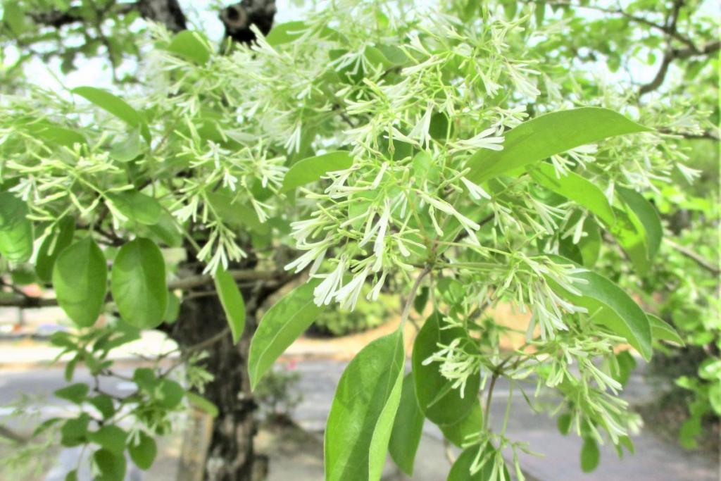 花拡大4