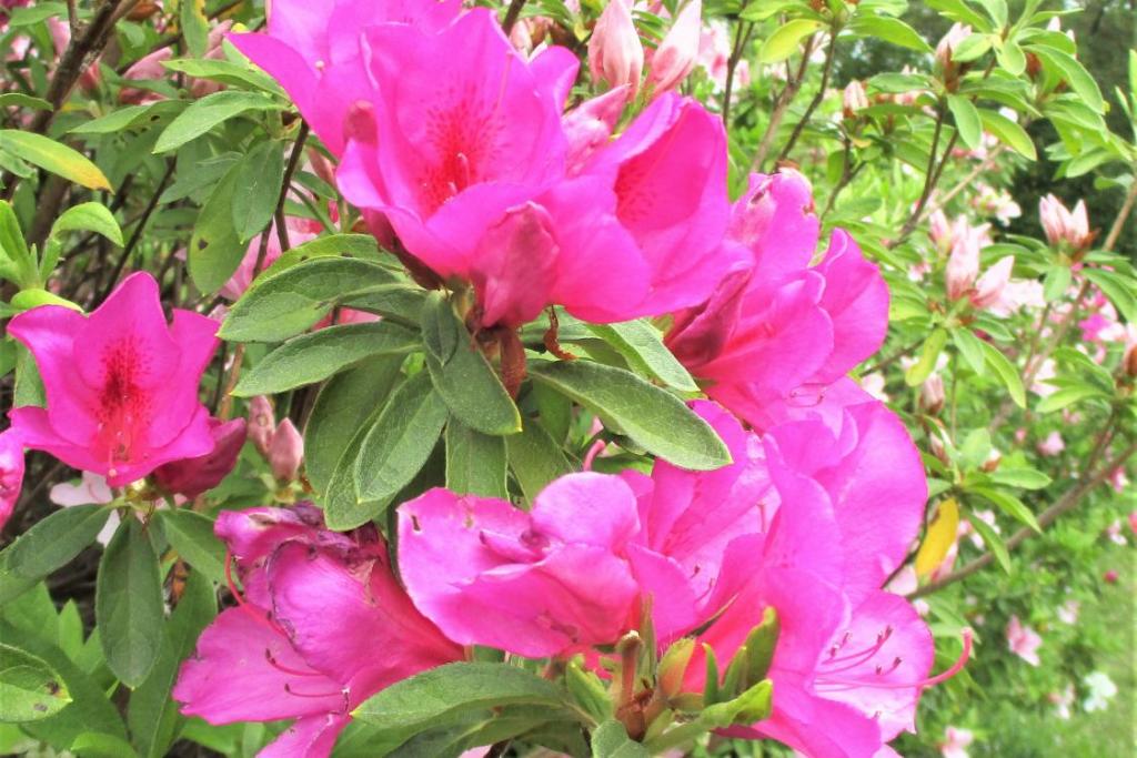 花拡大①