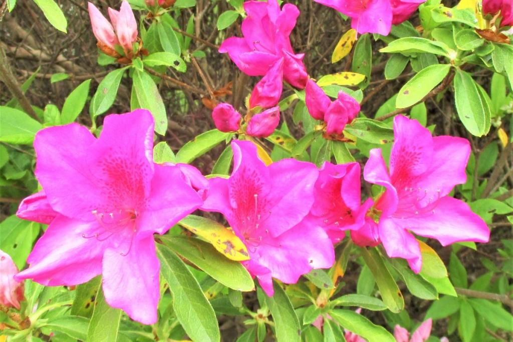 花拡大②