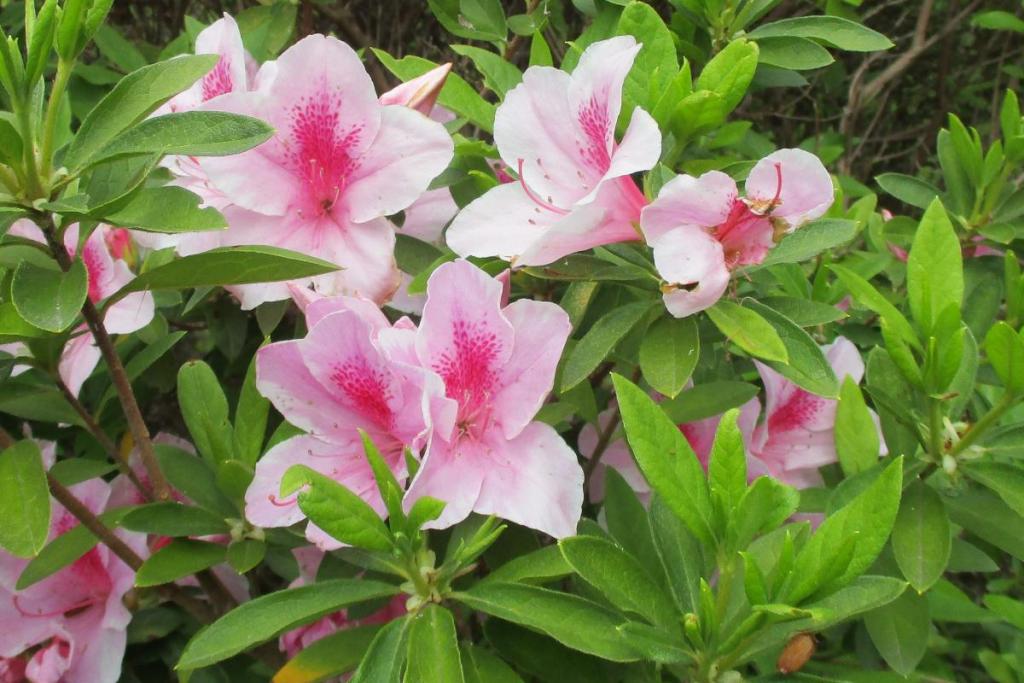 花拡大③