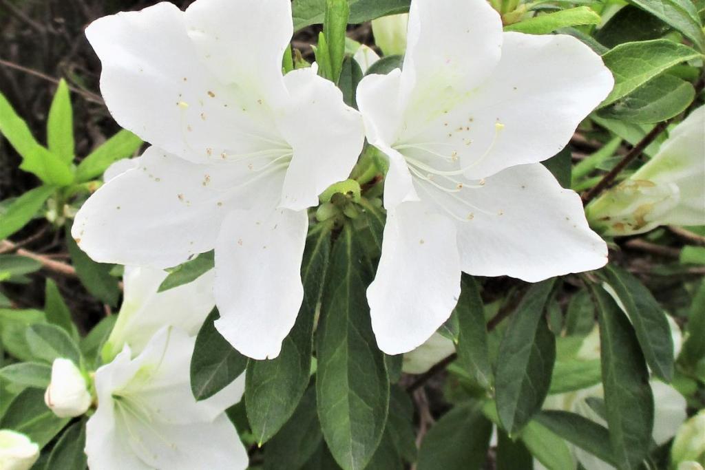 花拡大④