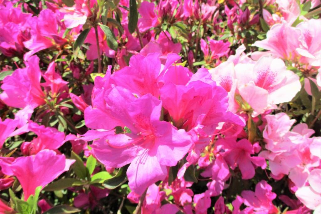 テニスコートの上　花拡大①