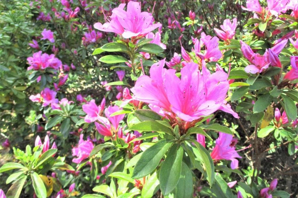 交通広場内　花拡大