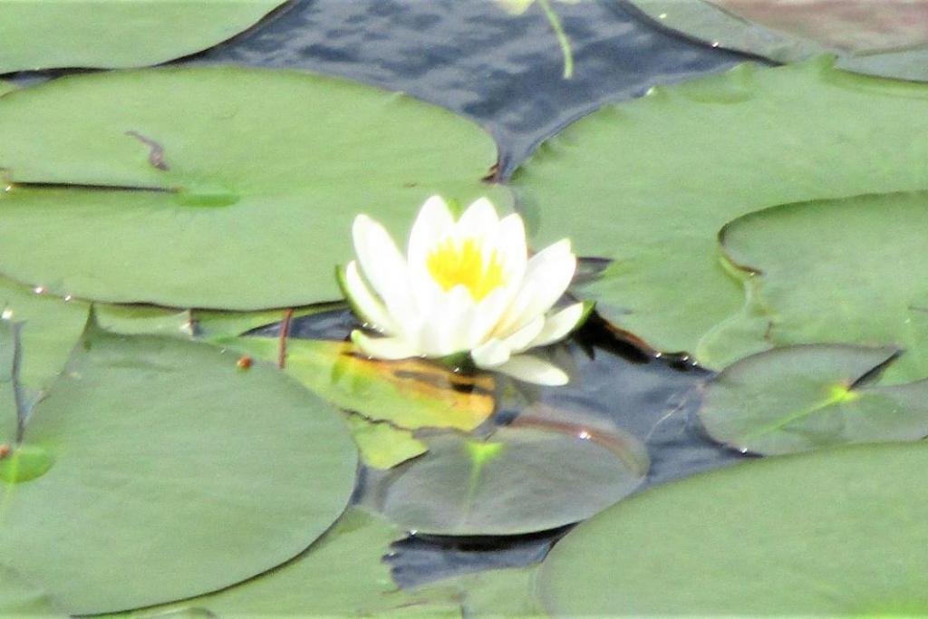 未草　花アップ