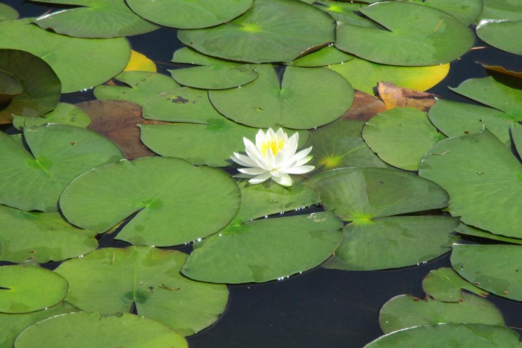 ヒツジグサ　花拡大