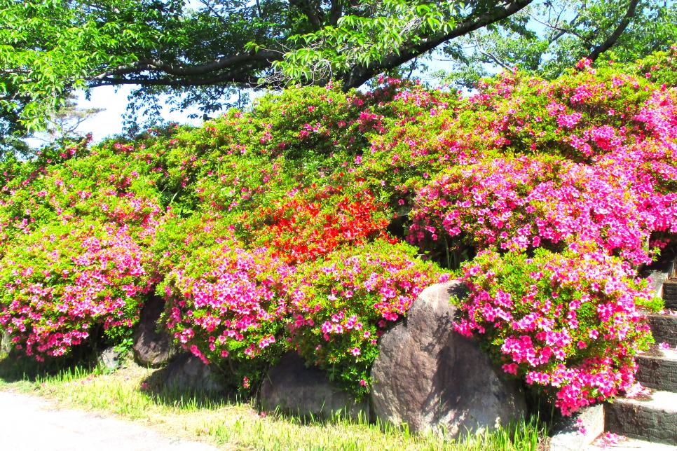 サツキ　全景1
