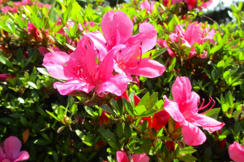 サツキ　花拡大1