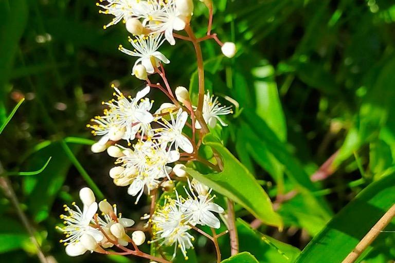 クロミノニシゴリ。初夏に小さな花をつけ、秋に実は黒く熟します。