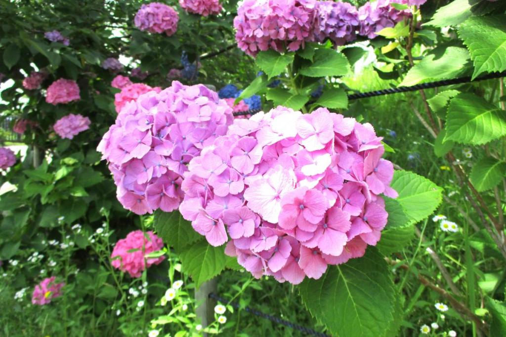 紫陽花　桃色