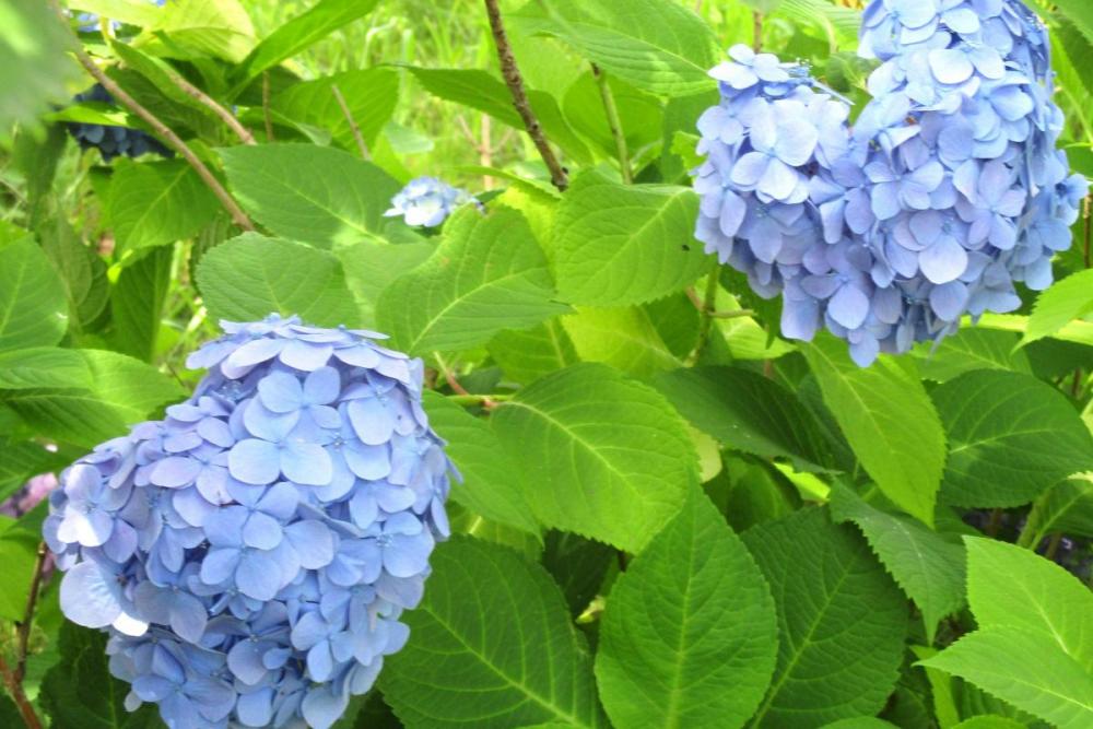 2023年の南公園の紫陽花（アジサイ）の開花状況です！｜新着情報｜南