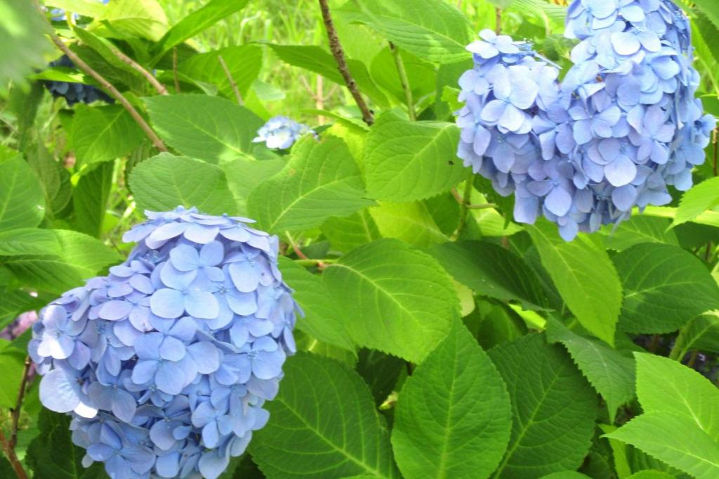 紫陽花　青色