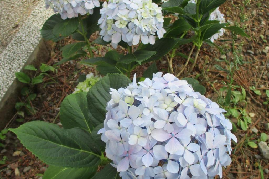 紫陽花　藤色