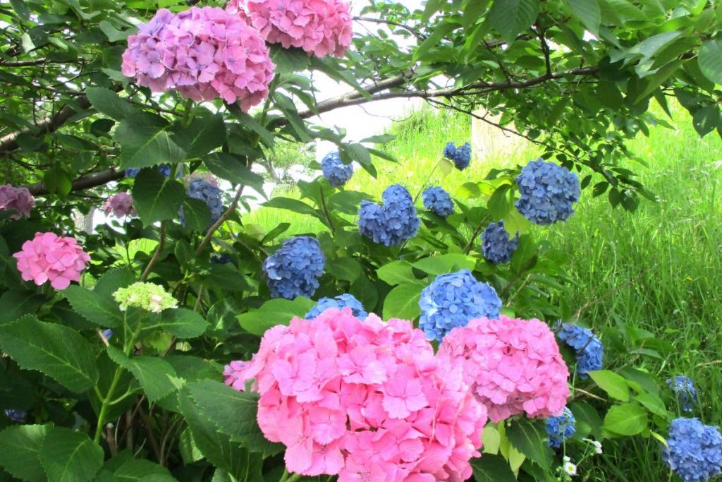 紫陽花　桃色と青色①