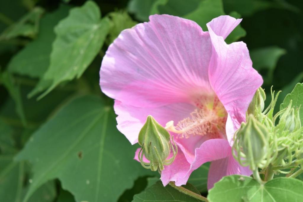 お昼頃は淡いピンクの花でした。