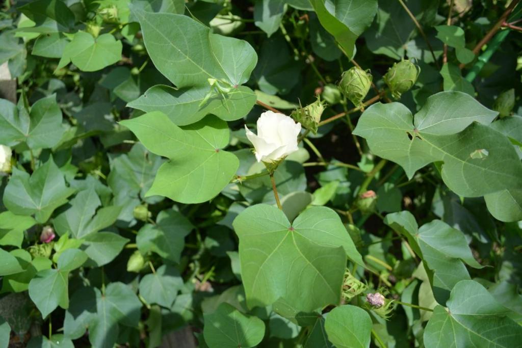 綿花の花が咲き始めました！