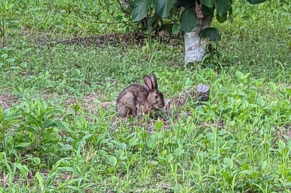 ニホンノウサギは単独行動です