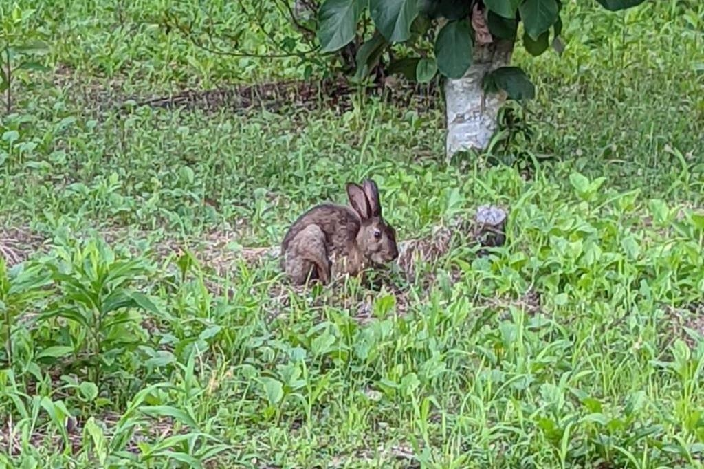 ニホンノウサギは単独行動です