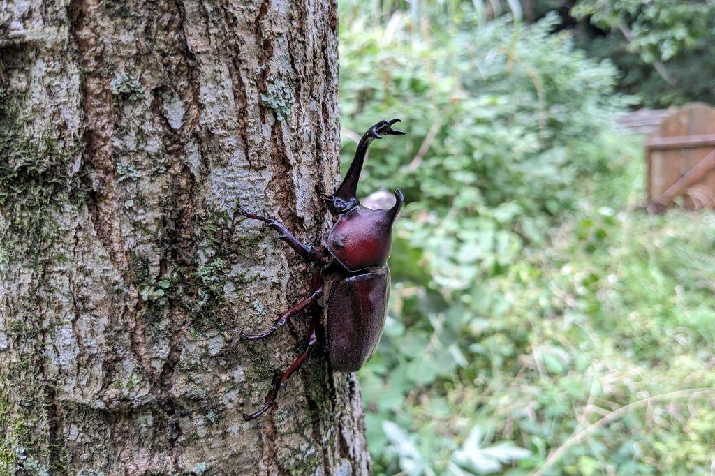 食草園に現れたカブトムシ