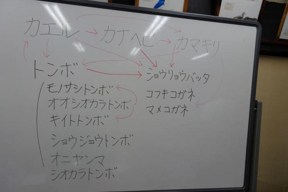 最後に食物連鎖と生物多様性についてのお話。わかりやすいですね！