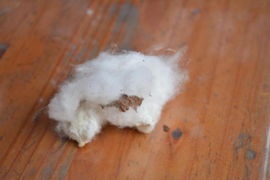 綿の中には種があり、植えるとまた綿花の木がなります。