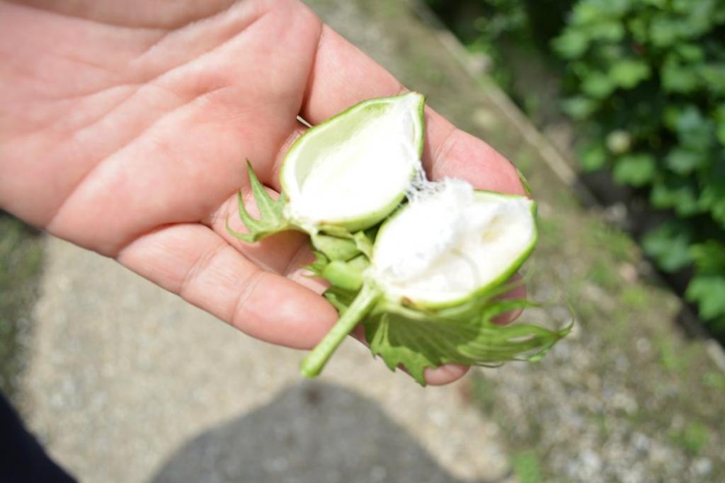 花が落ちた後は実になります。