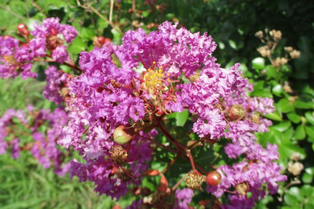 花アップ①