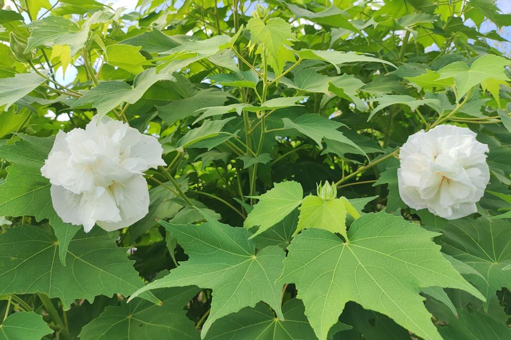 夕方にはピンク色に変わります